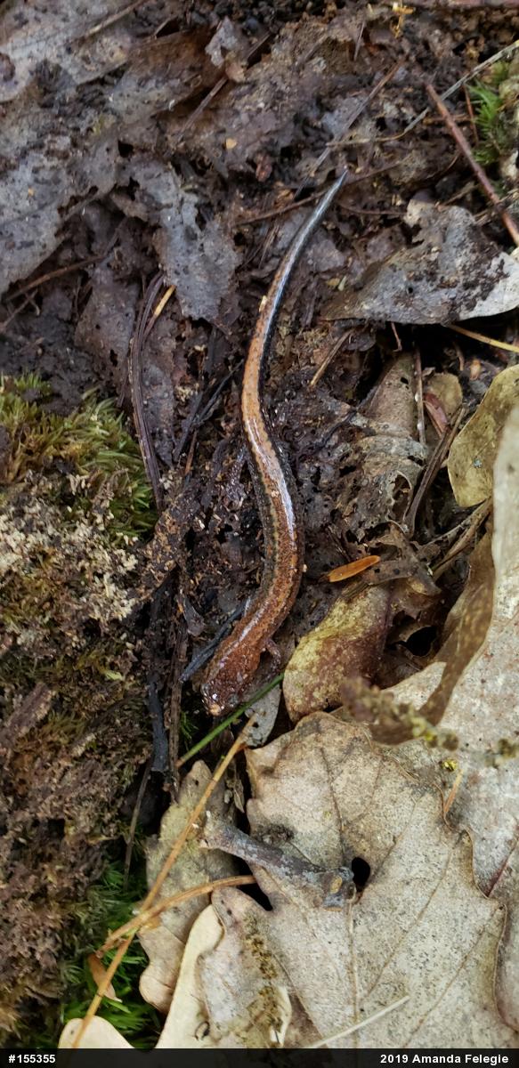 Eastern Red-backed  Salamander