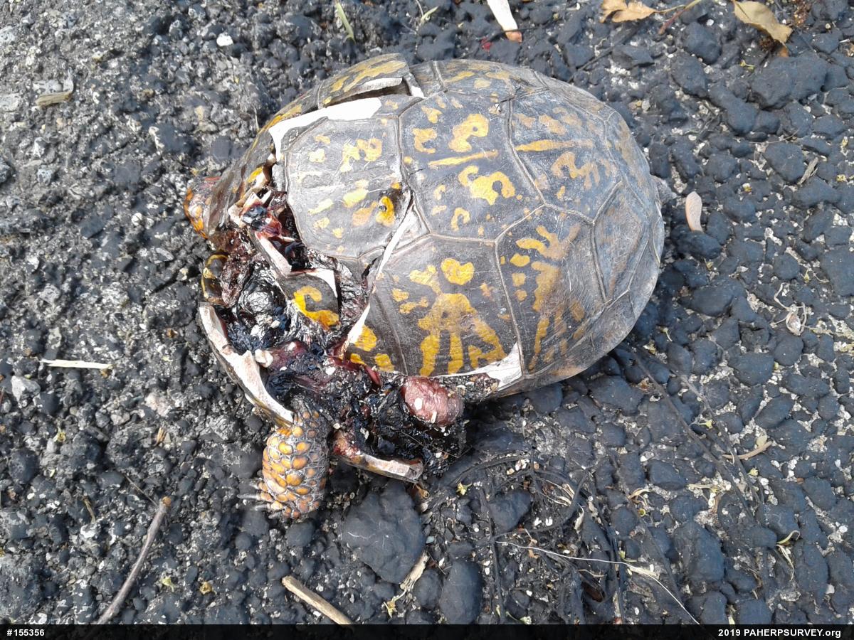 Eastern Box Turtle