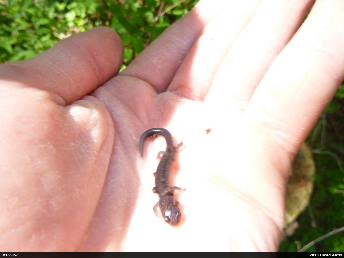 Eastern Red-backed  Salamander