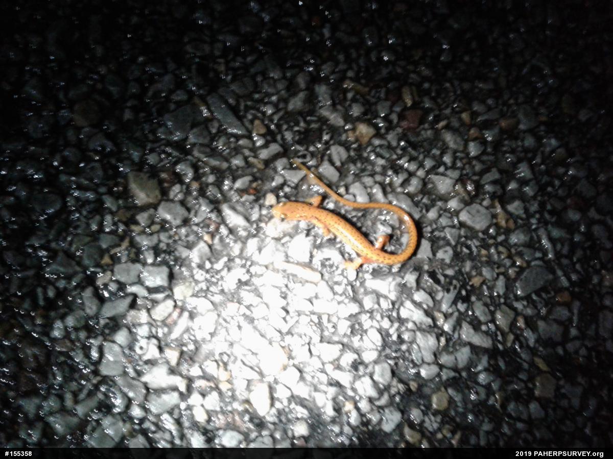 Eastern Long-tailed Salamander