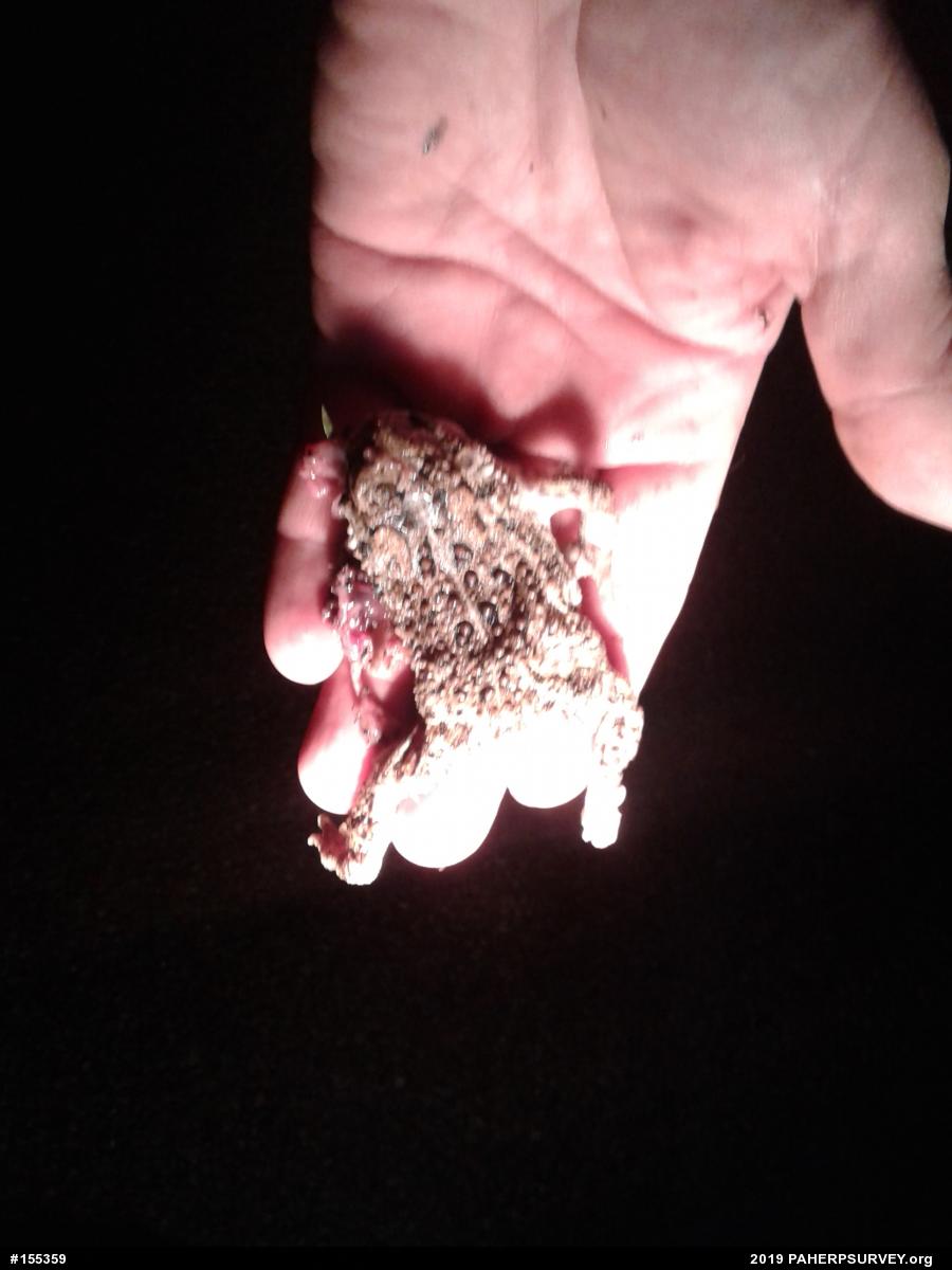 Eastern American Toad