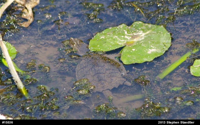Snapping Turtle