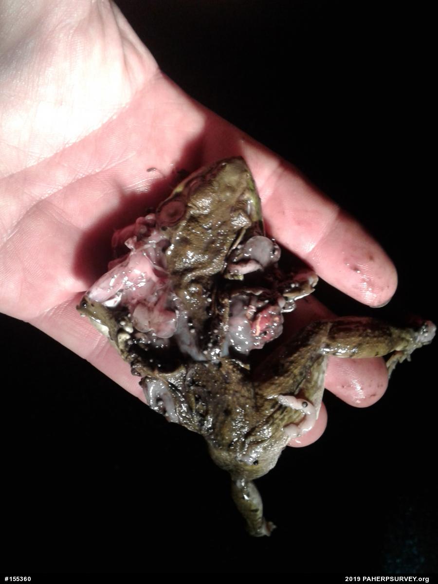 Green Frog