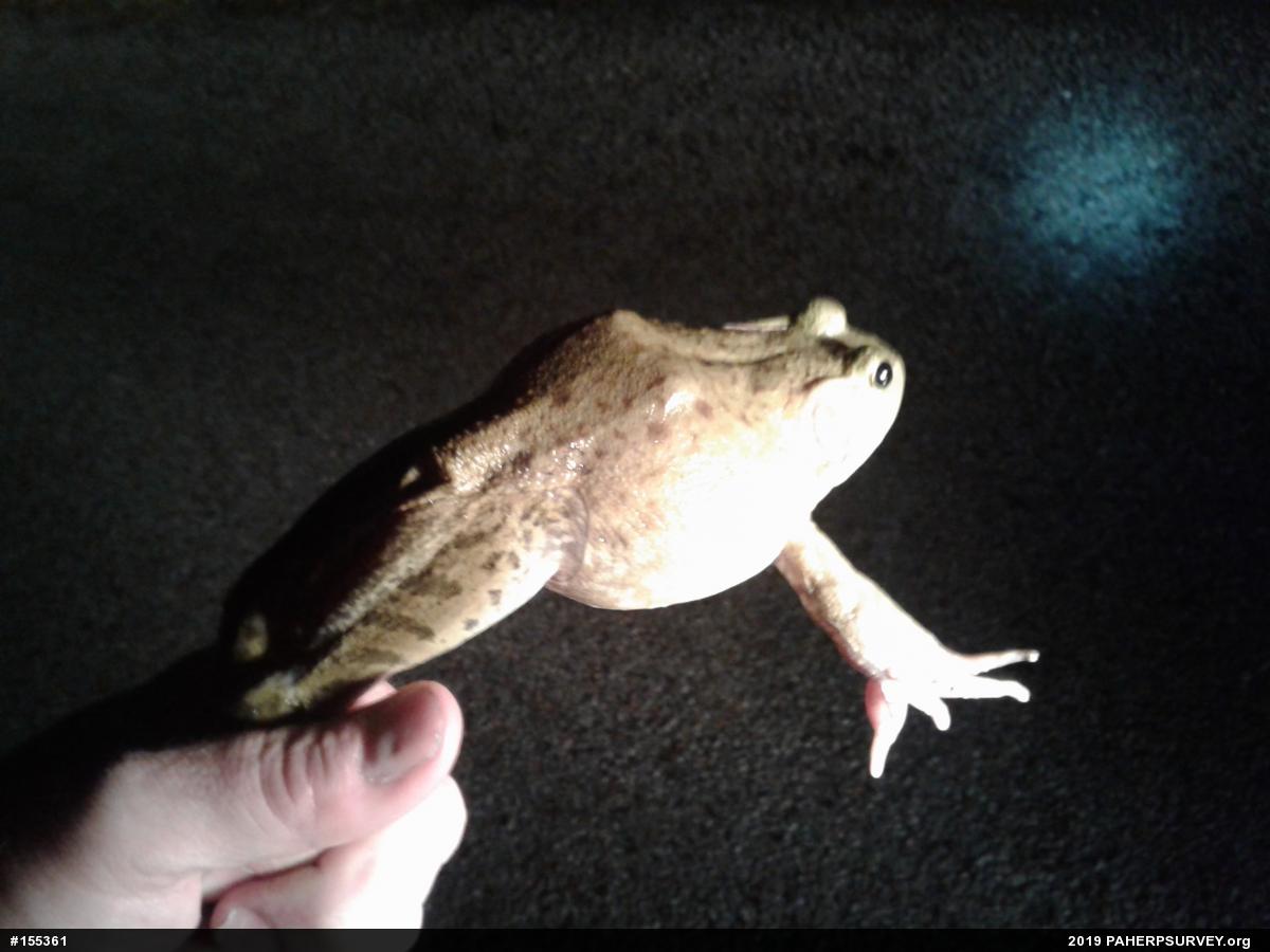 American Bullfrog