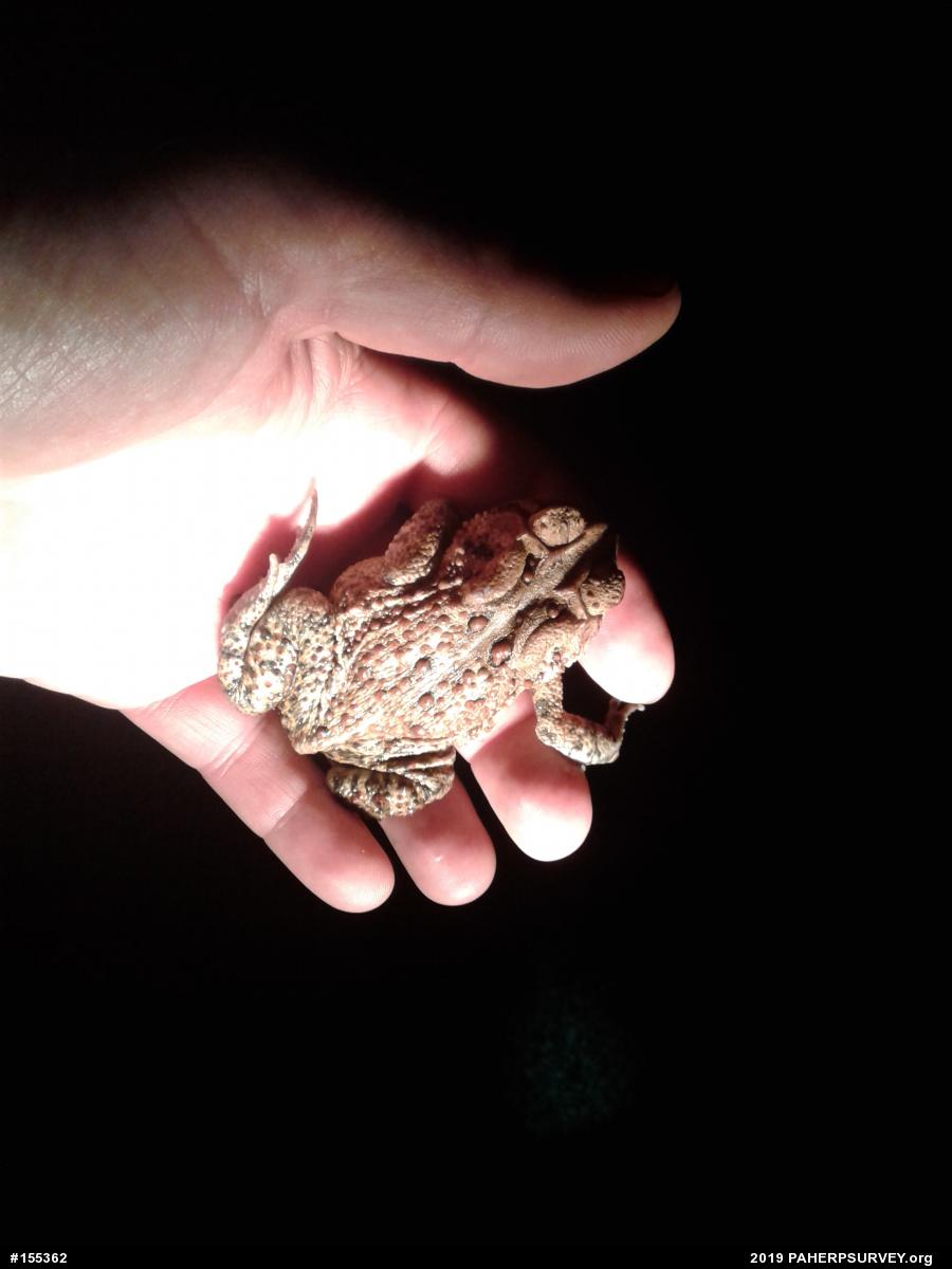 Eastern American Toad
