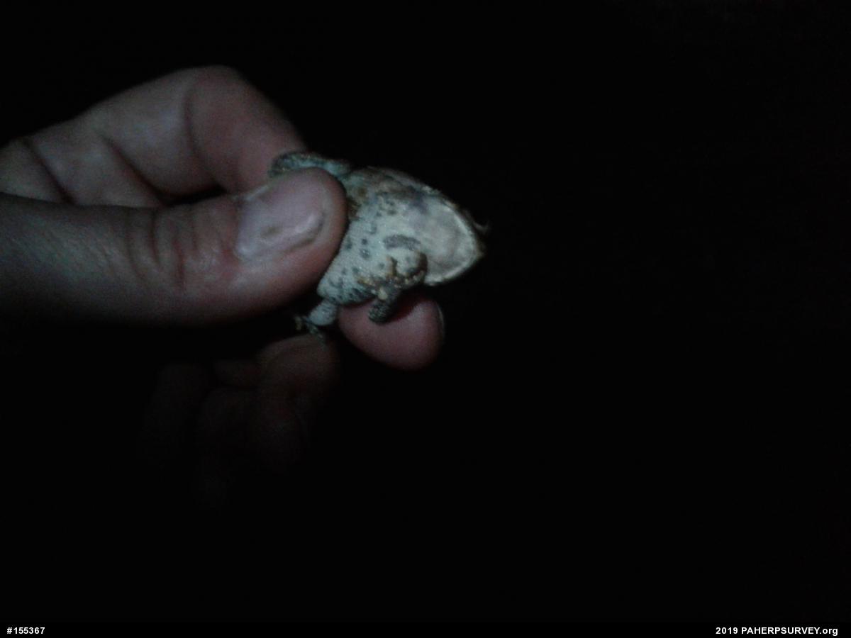 Eastern American Toad