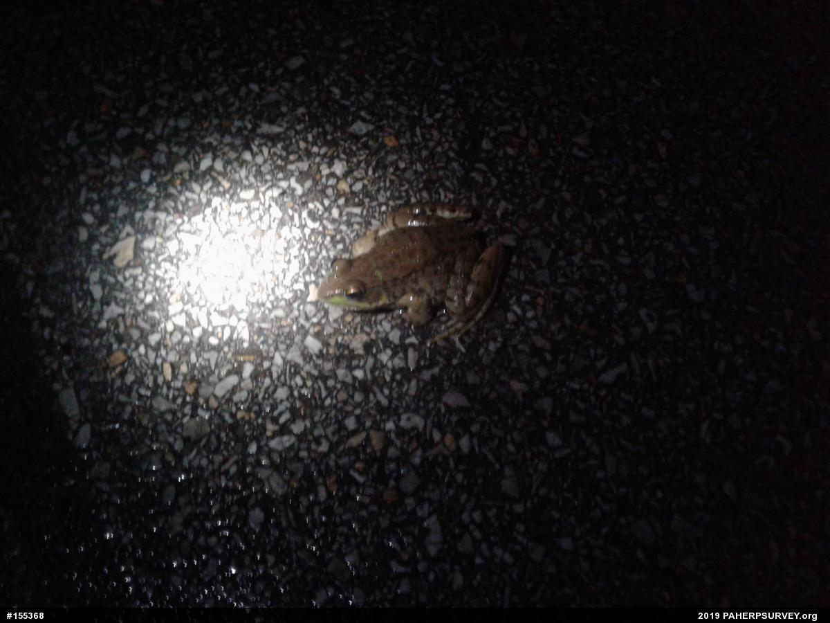 Green Frog