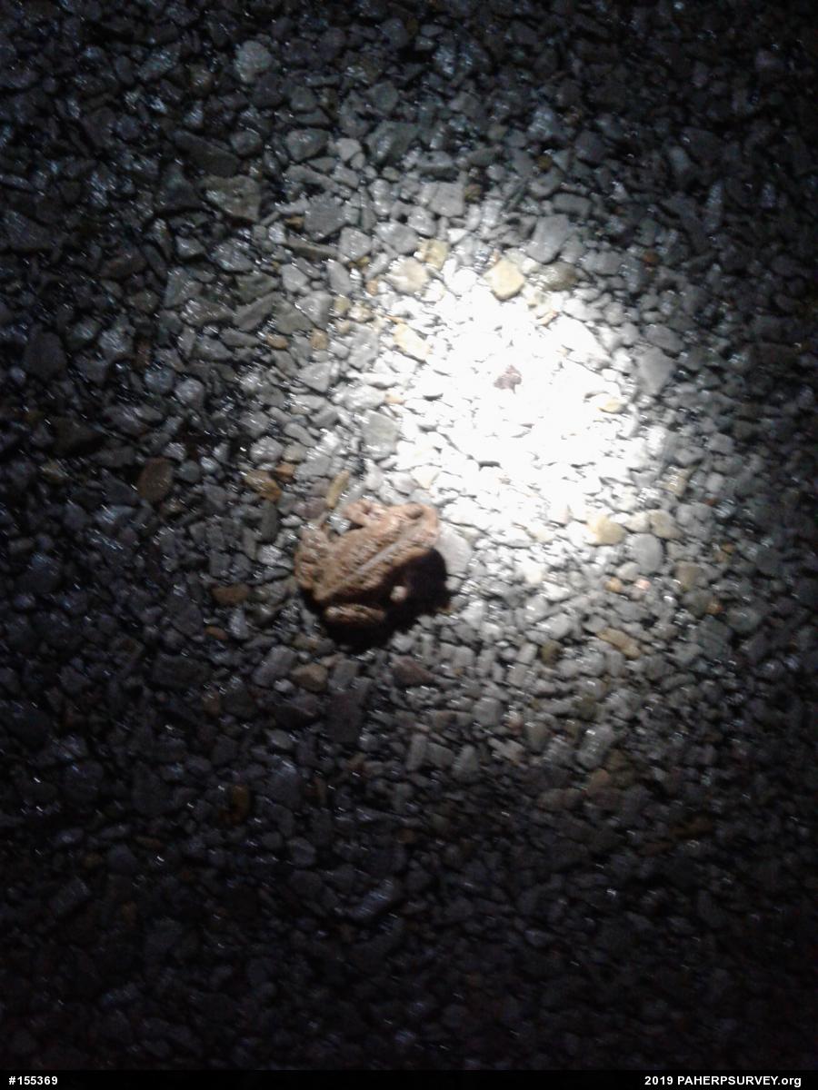Eastern American Toad