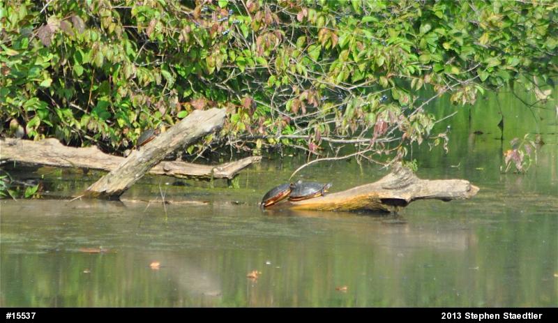 Eastern Painted Turtle