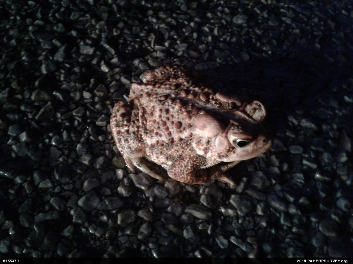 Eastern American Toad
