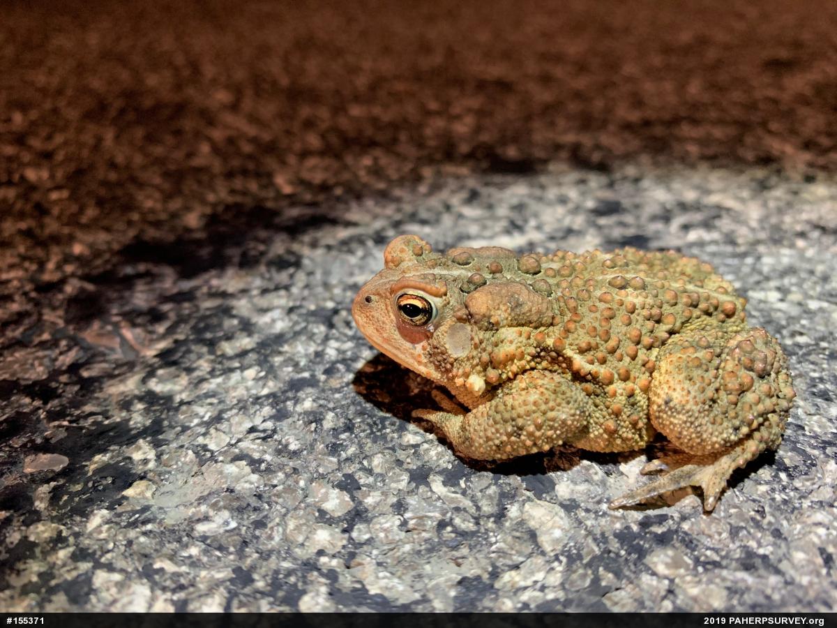 Eastern American Toad
