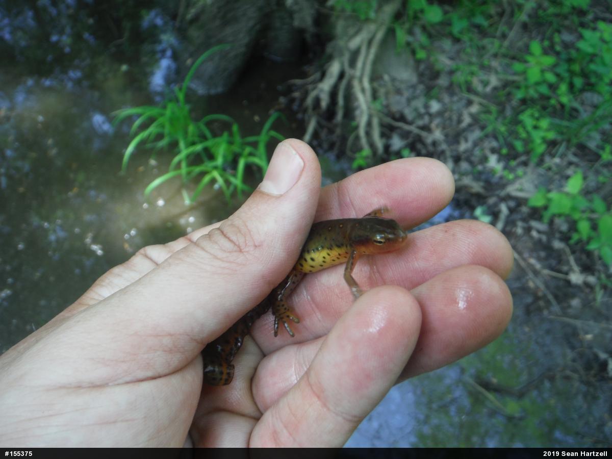 Red-spotted Newt