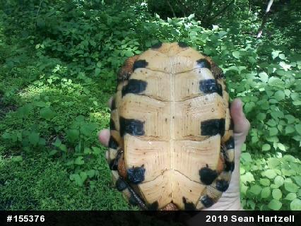 Wood Turtle