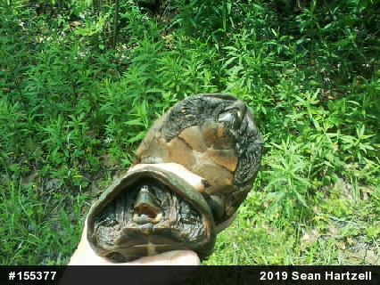Eastern Musk Turtle