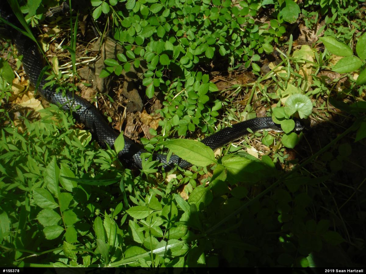 Eastern Ratsnake