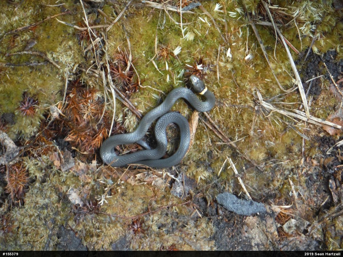 Northern Ring-necked Snake