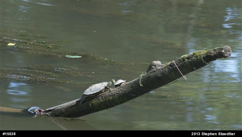 Northern Map Turtle