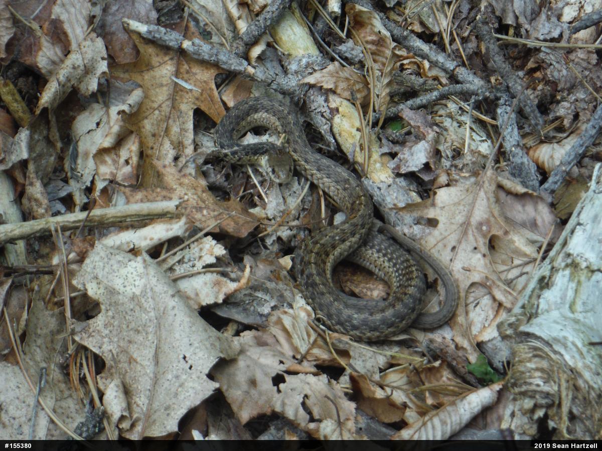 Eastern Gartersnake