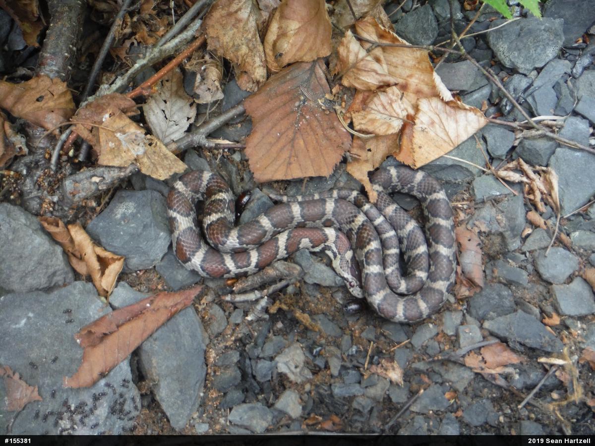Eastern Milksnake