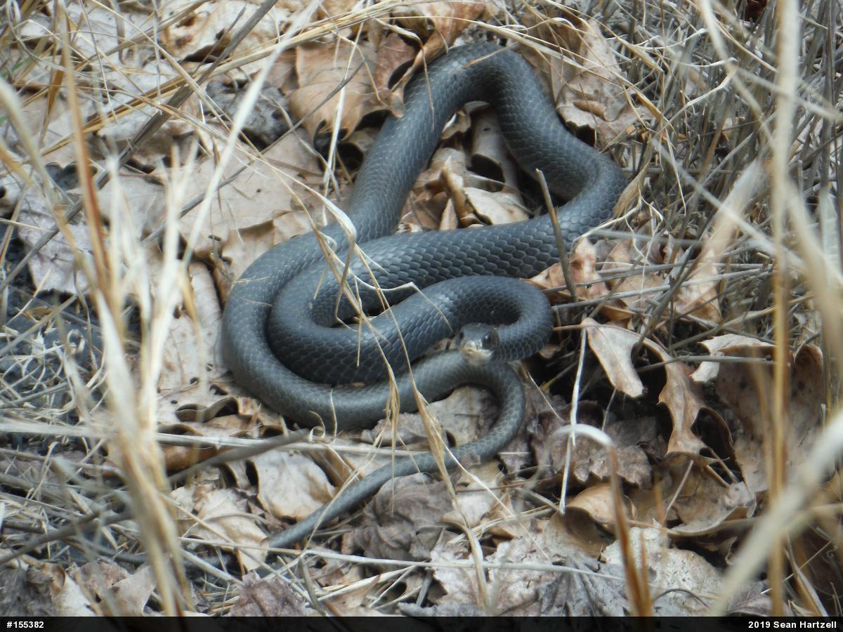 Northern Black Racer