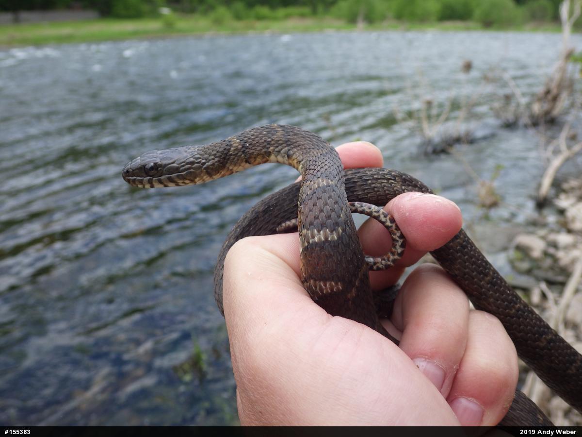 Northern Watersnake