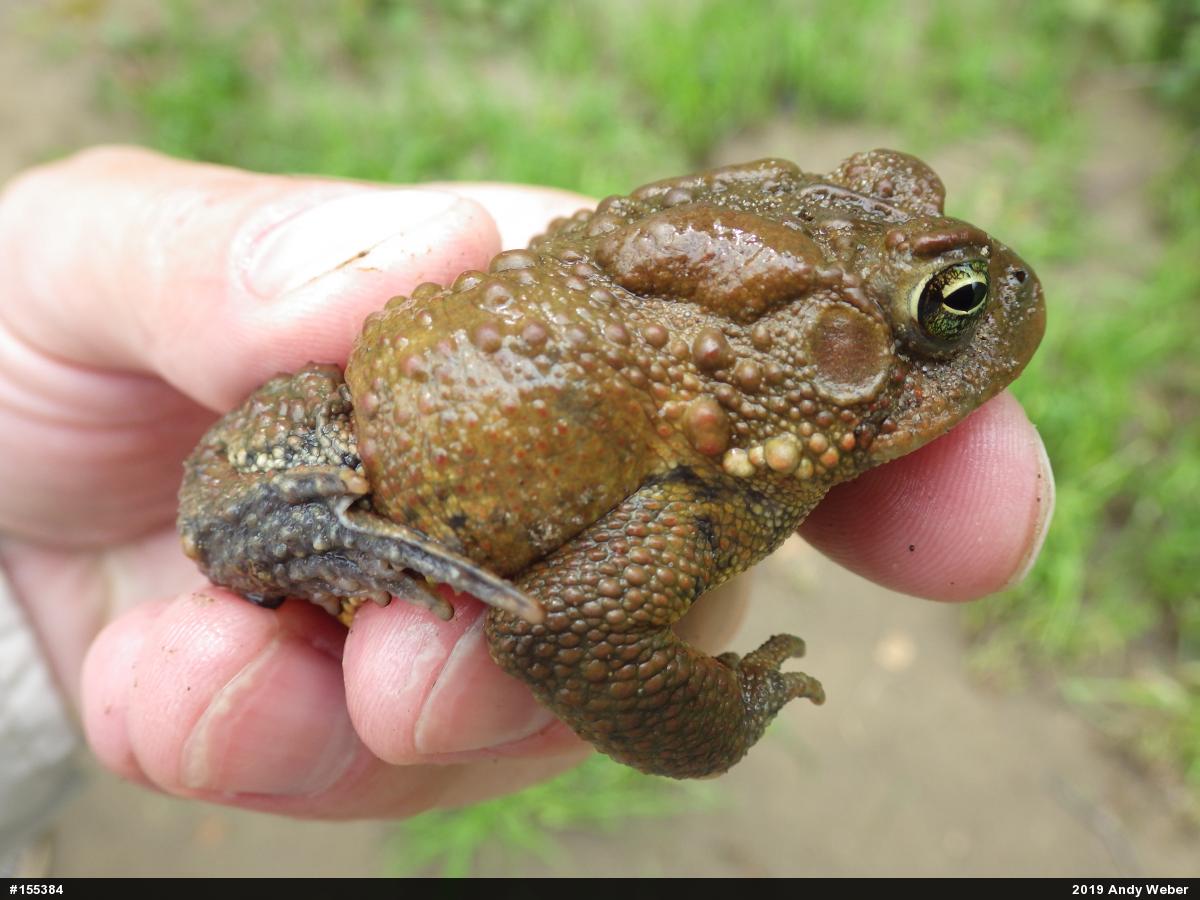 Eastern American Toad
