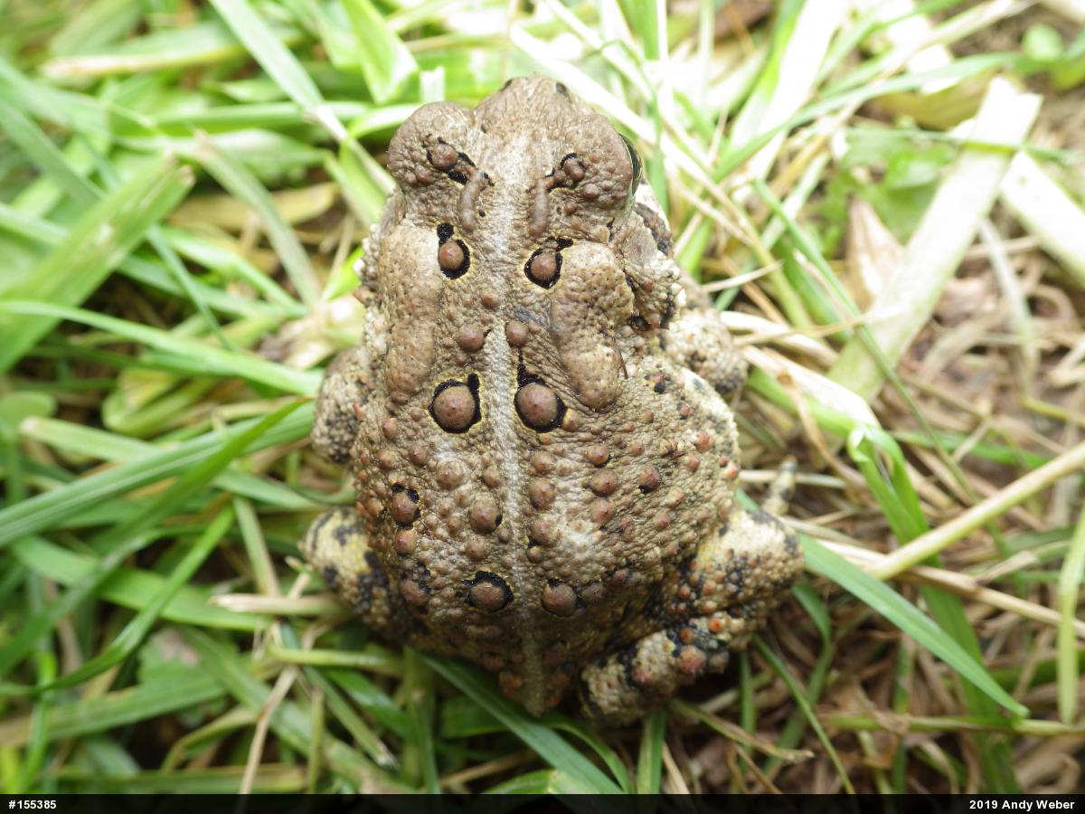 Eastern American Toad