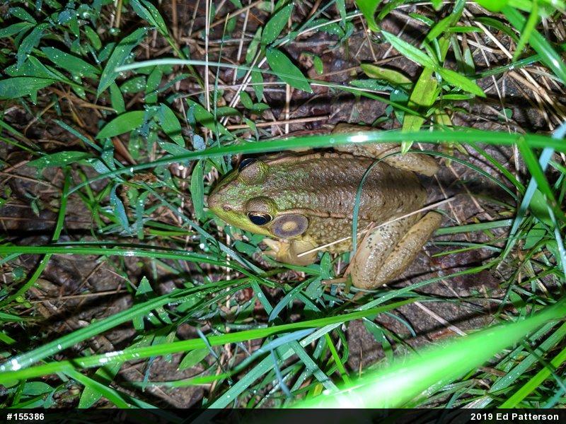 Green Frog
