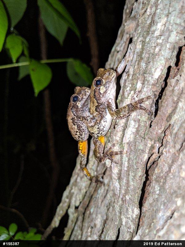 Unknown Gray Treefrog