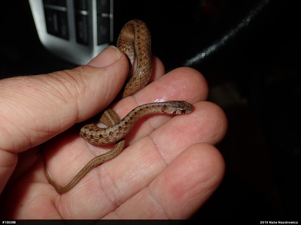 Dekay's Brownsnake