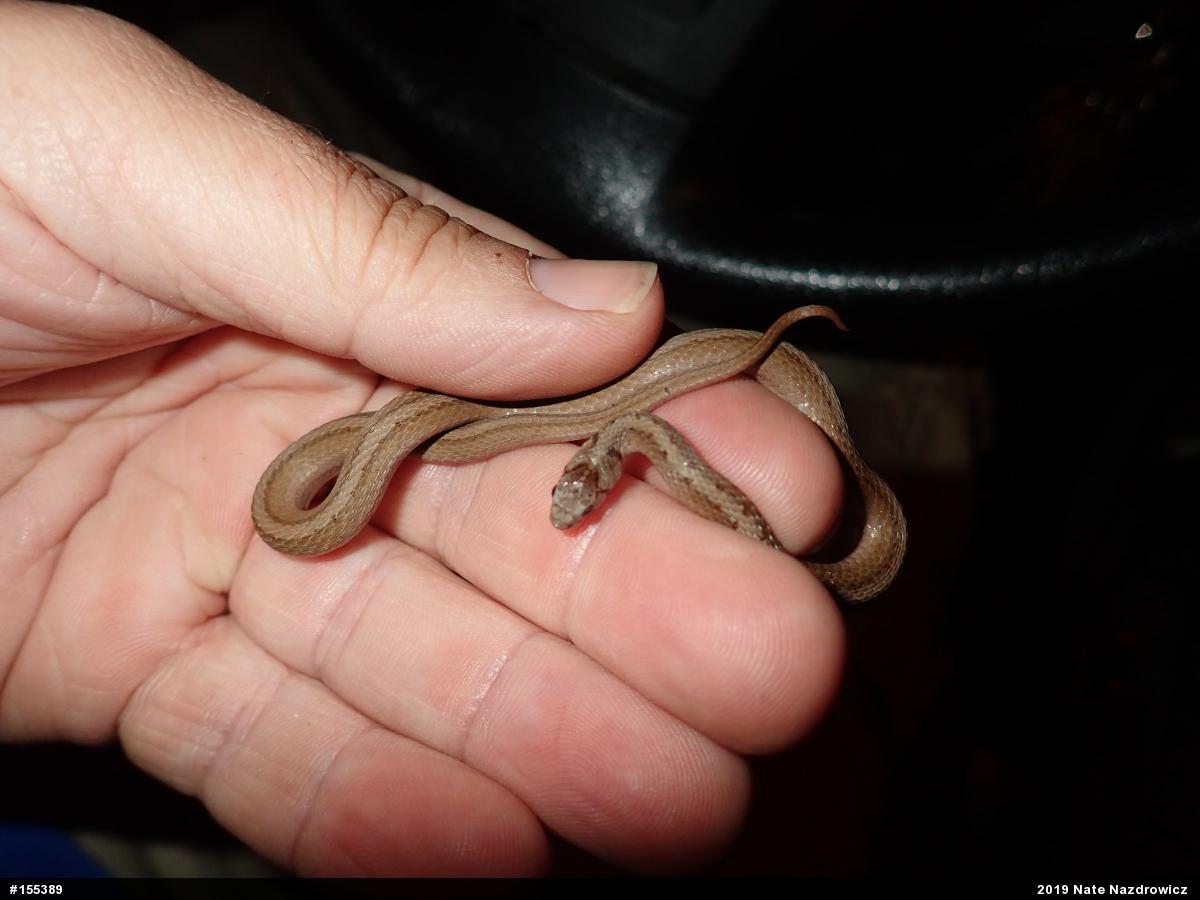 Dekay's Brownsnake