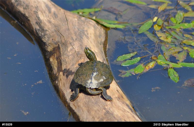 Northern Map Turtle