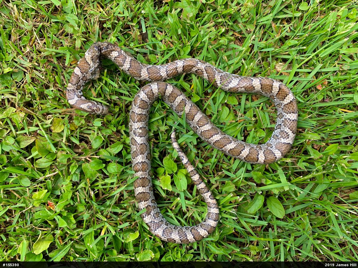 Eastern Milksnake