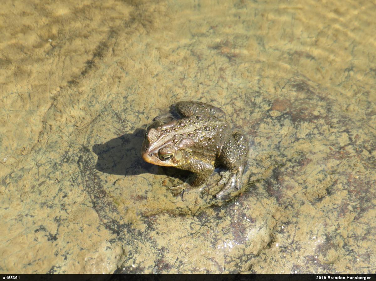 Eastern American Toad