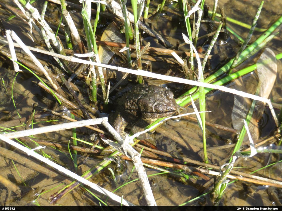 Eastern American Toad