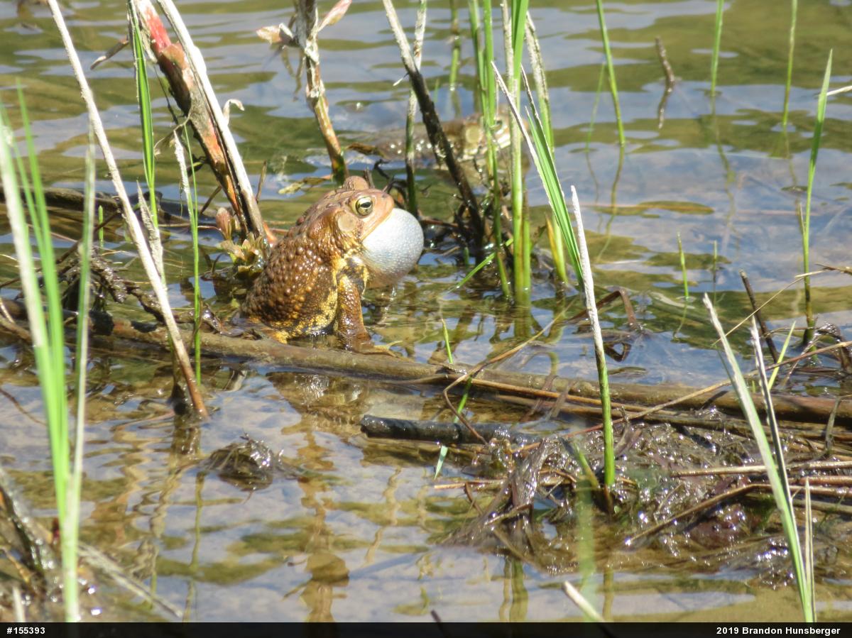 Eastern American Toad