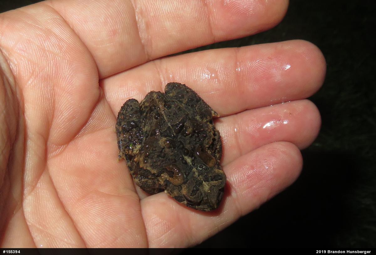 Eastern American Toad