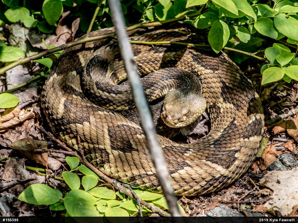 Timber Rattlesnake