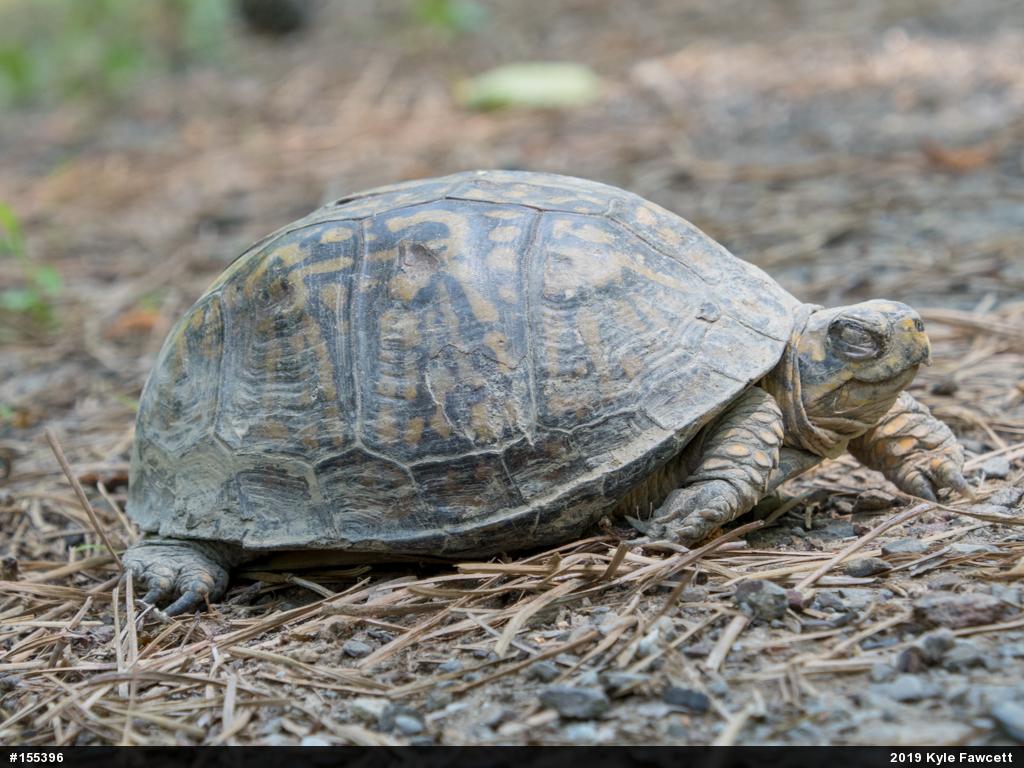 Eastern Box Turtle
