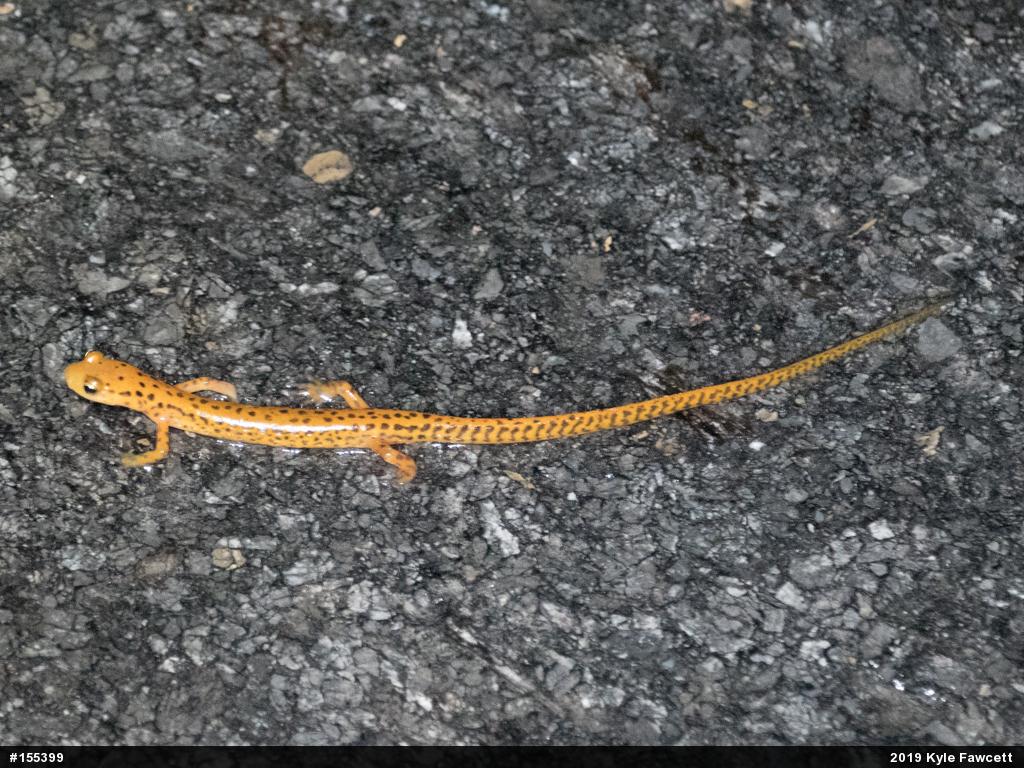 Eastern Long-tailed Salamander