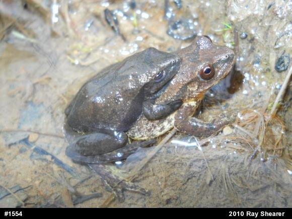 Spring Peeper