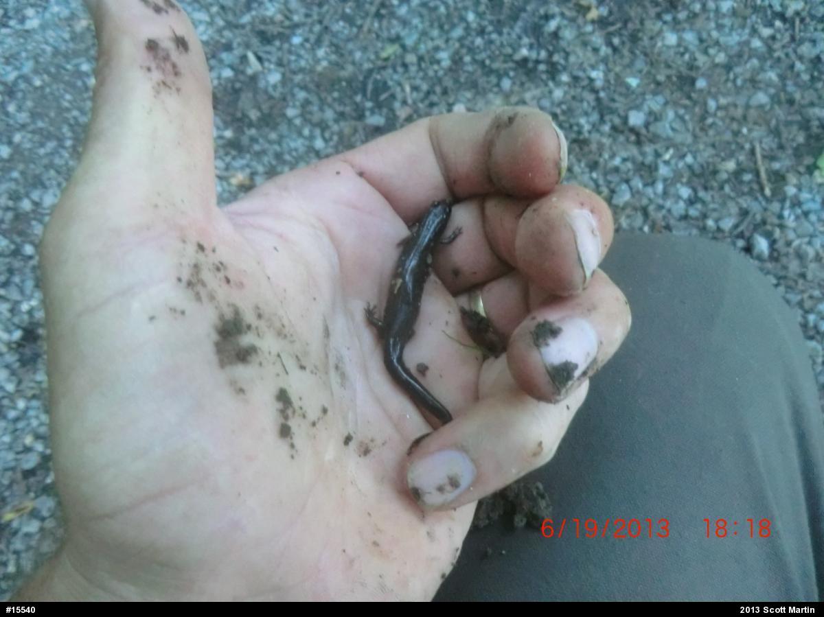 Dusky Salamanders