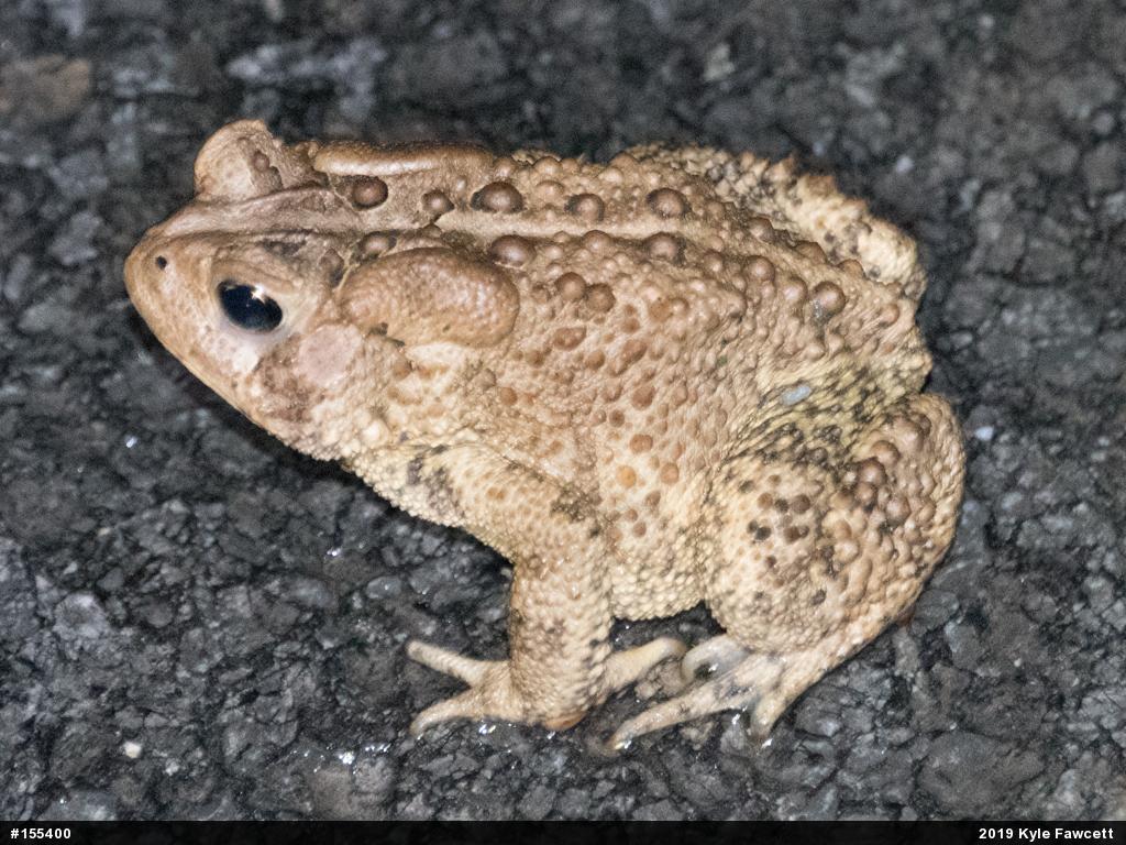 Eastern American Toad