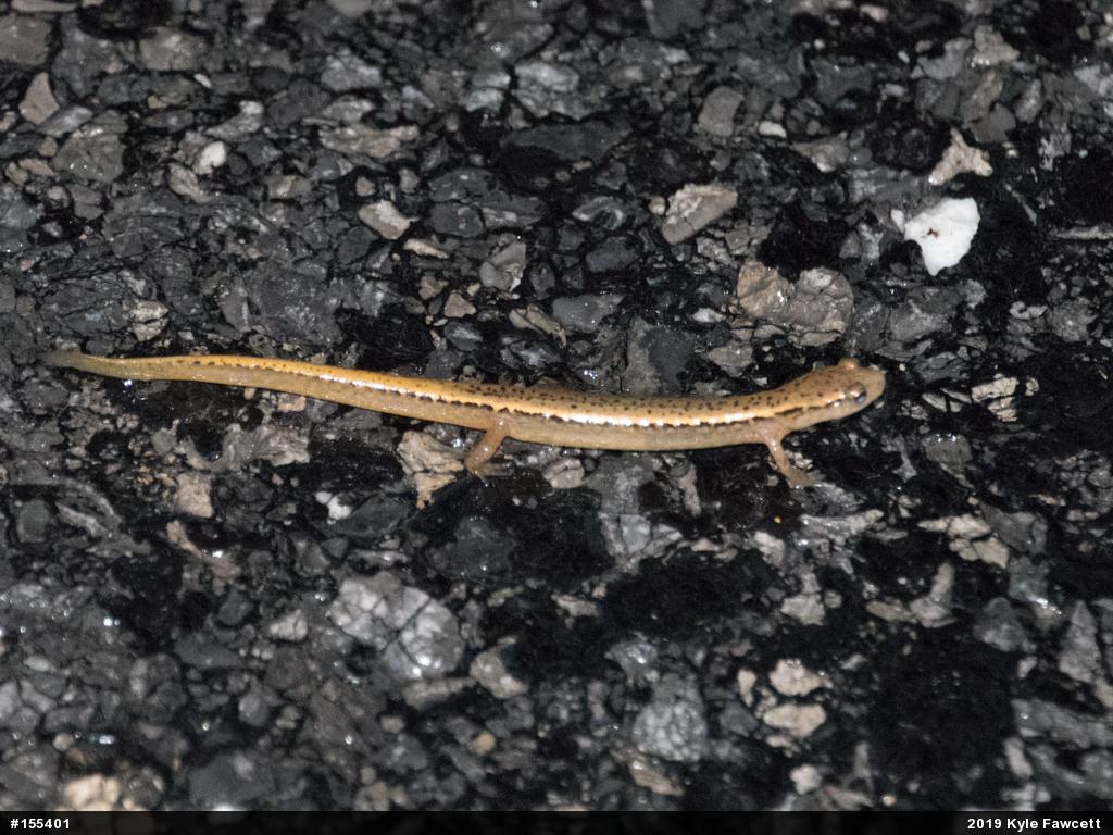 Northern Two-lined Salamander