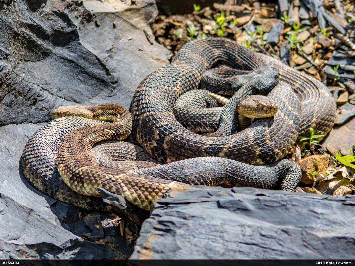 Timber Rattlesnake