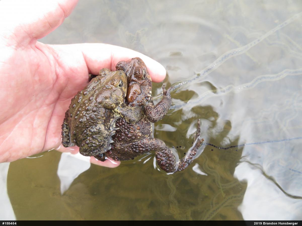Eastern American Toad