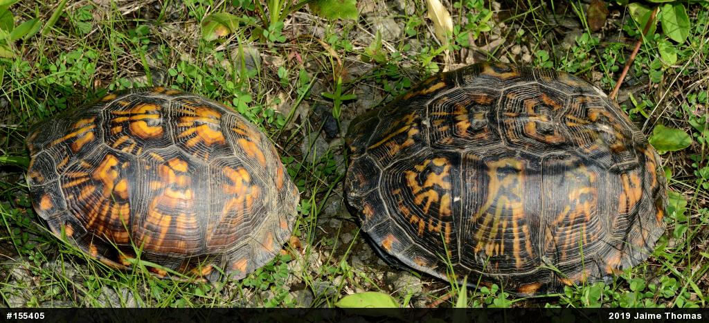 Eastern Box Turtle
