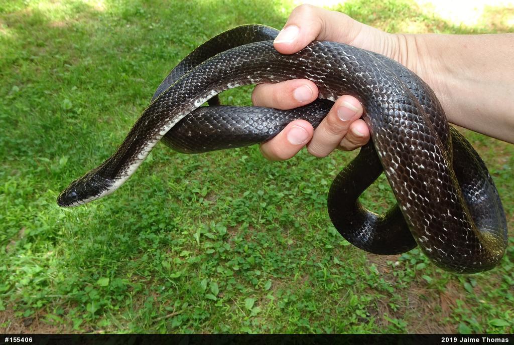 Eastern Ratsnake