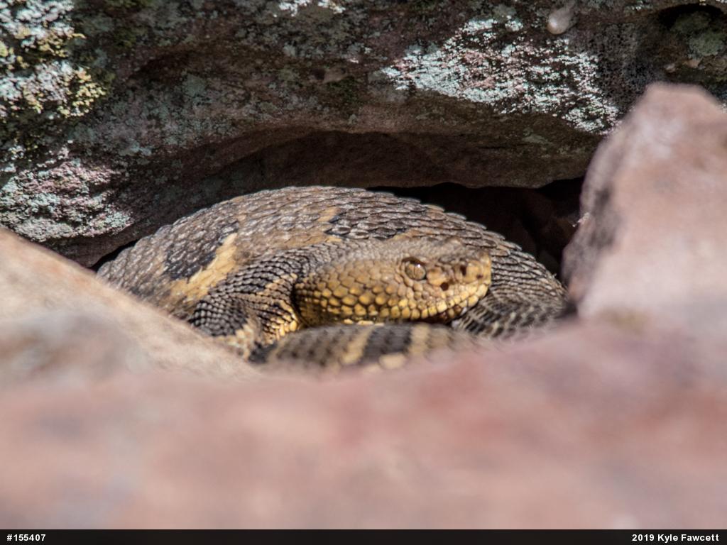 Timber Rattlesnake