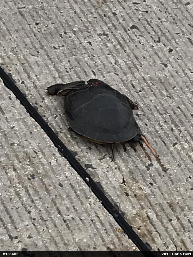 Painted Turtle